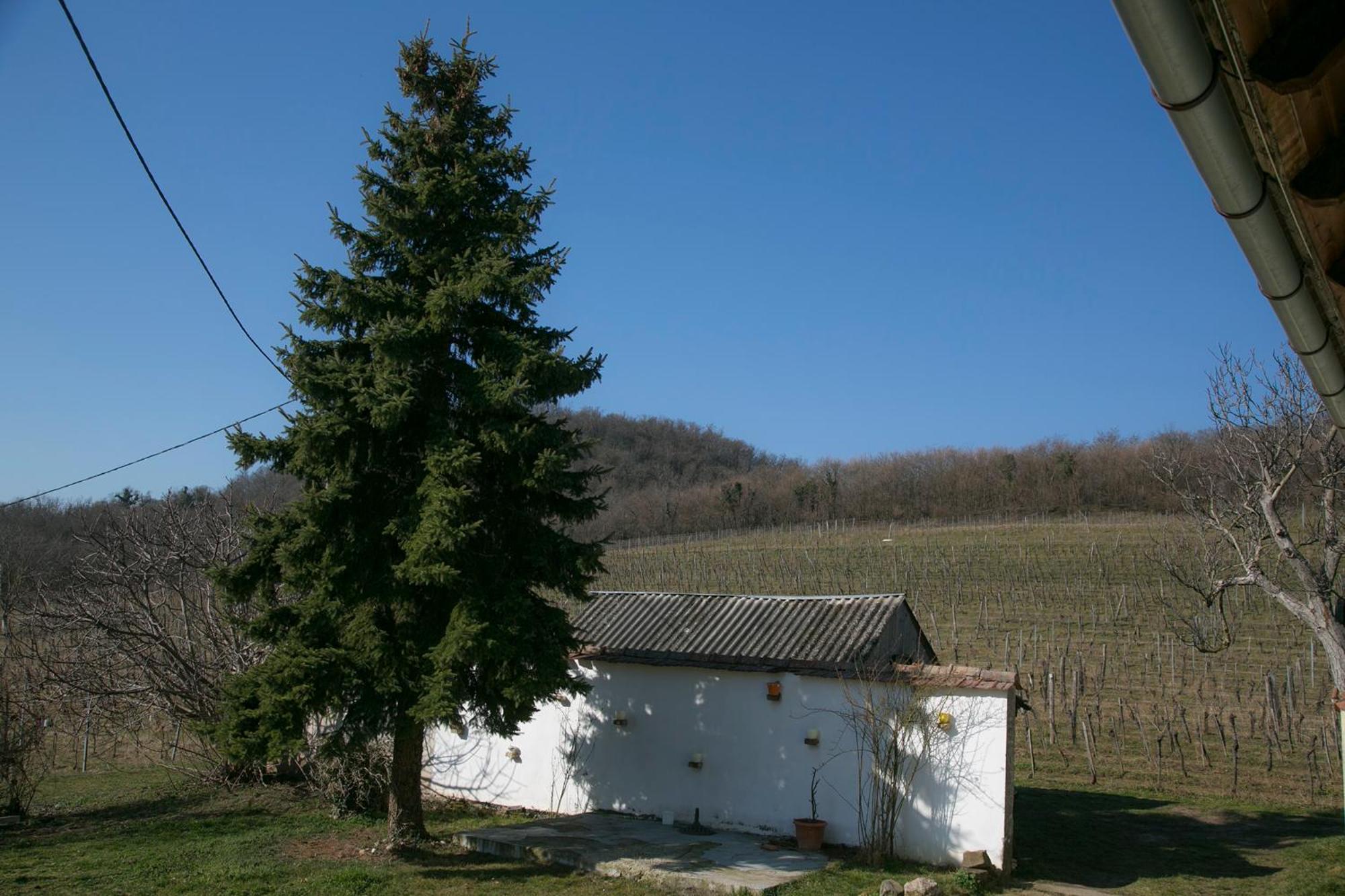 Güns Vendégház Szigliget Exterior foto